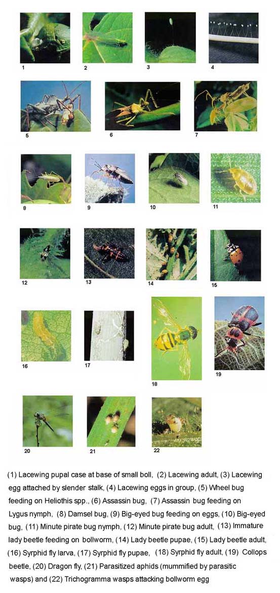 Additional beneficial insects