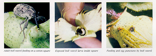 Boll weevil - adult, eggs and larva