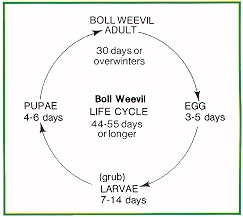 Boll weevil life cycle