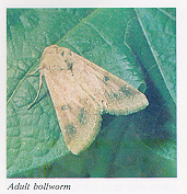 Adult bollworm