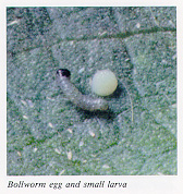 Bollworm egg and larva