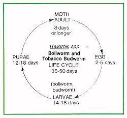 Bollworm and Tobacco Budworm life cycle