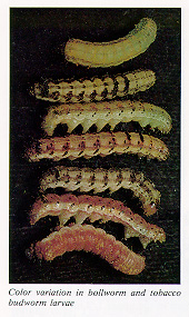 Color variation in budworm and tobacco budworm larvae
