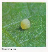 Bollworm egg