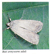 Beet armyworm adult