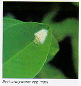 Beet armyworm egg mass