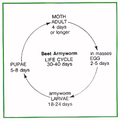 Beet armyworm life cycle