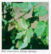Beet armyworm foliage damage