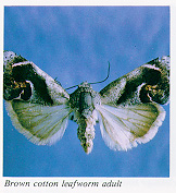 Brown cotton leafworm adult