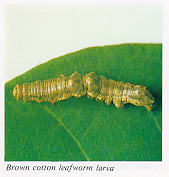 Brown cotton leafworm larva