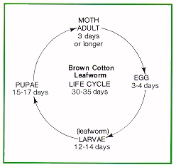 Brown cotton leafworm life cycle