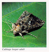 Cabbage looper adult