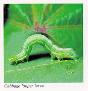 Cabbage looper larva