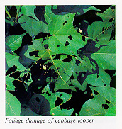 Foliage damage of cabbage looper