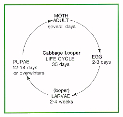 Cabbage looper life cycle