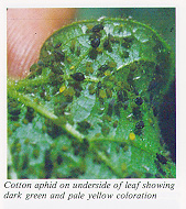 Cotton aphid on underside of leaf