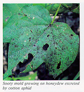 Sooty mold growing on honeydew excreted by cotton aphid