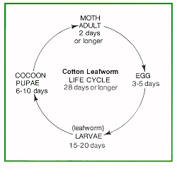 Cotton leafworm life cycle