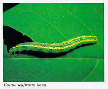 Cotton leafworm larva