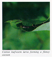 Cotton leafworm larva forming cocoon