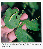 Skeletonizing of leaf by cotton leafworm