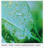 Small, white cotton leafperforator adult