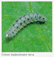 Cotton leafperforator larva