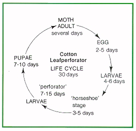 Cotton leafperforator life cycle