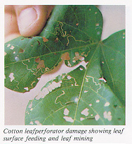 Cotton leafpeforator damage