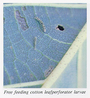 Cotton leafpeforator larva feeding