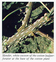 Slender white cocoon of the cotton leafpeforator