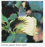 Cotton square borer adult