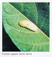 Cotton square borer larva