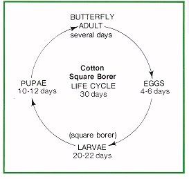 Cotton square borer life cycle