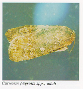 Cutworm adult
