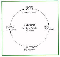Cutworms life cycle