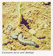 Cutworm larva and damage