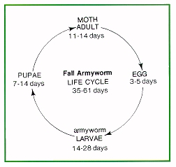 Fall armyworm life cycle