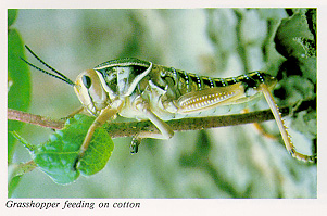 Grasshopper feeding