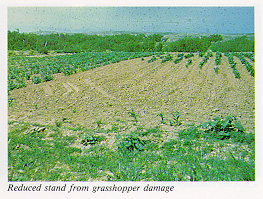 Grasshopper damage