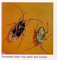 Tarnished plant bug adult and nymph