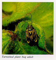 Tarnished plant bug adult