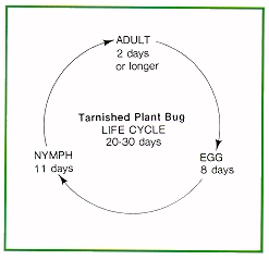 Tarnished plant bug life cycle