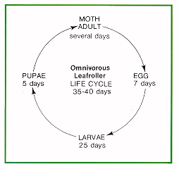 Omnivorous leafroller life cycle