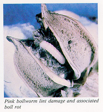 Pink bollworm lint damage