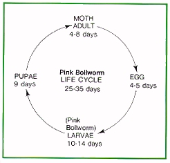 Pink bollworm life cycle
