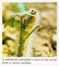 Saltmarsh caterpillar adult