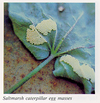 Saltmarsh caterpillar egg masses
