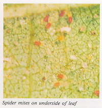Spider mites on underside of leaf