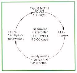 Saltmarsh caterpillar life cycle